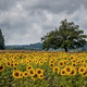 Тканевый фон Sunflowers