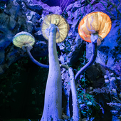 Сказочный лес и пещера