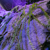 Сказочный лес и пещера