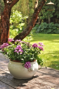 Розовый дом