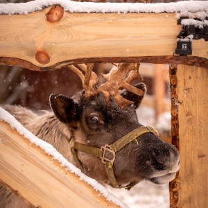 Фотодача Kalina