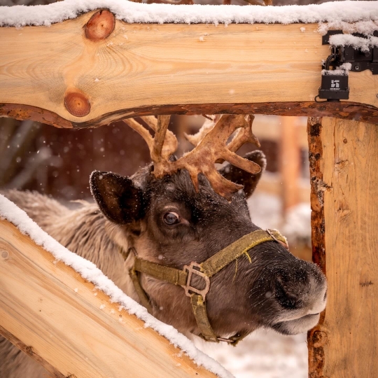 Фотодача Kalina