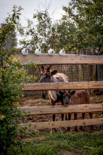 Фотодача Kalina