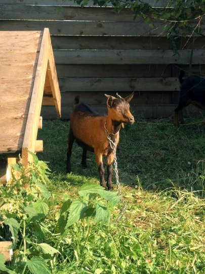 Дачные истории