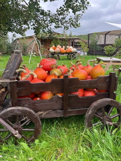 Дачные истории