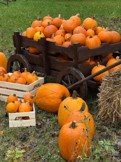 Дачные истории