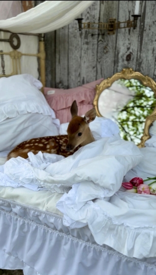 Фотодача Kalina