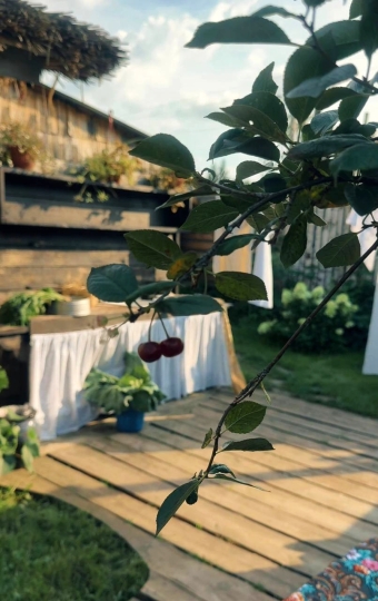 Дачные истории