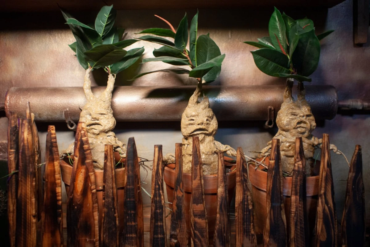 Ведьмина кухня