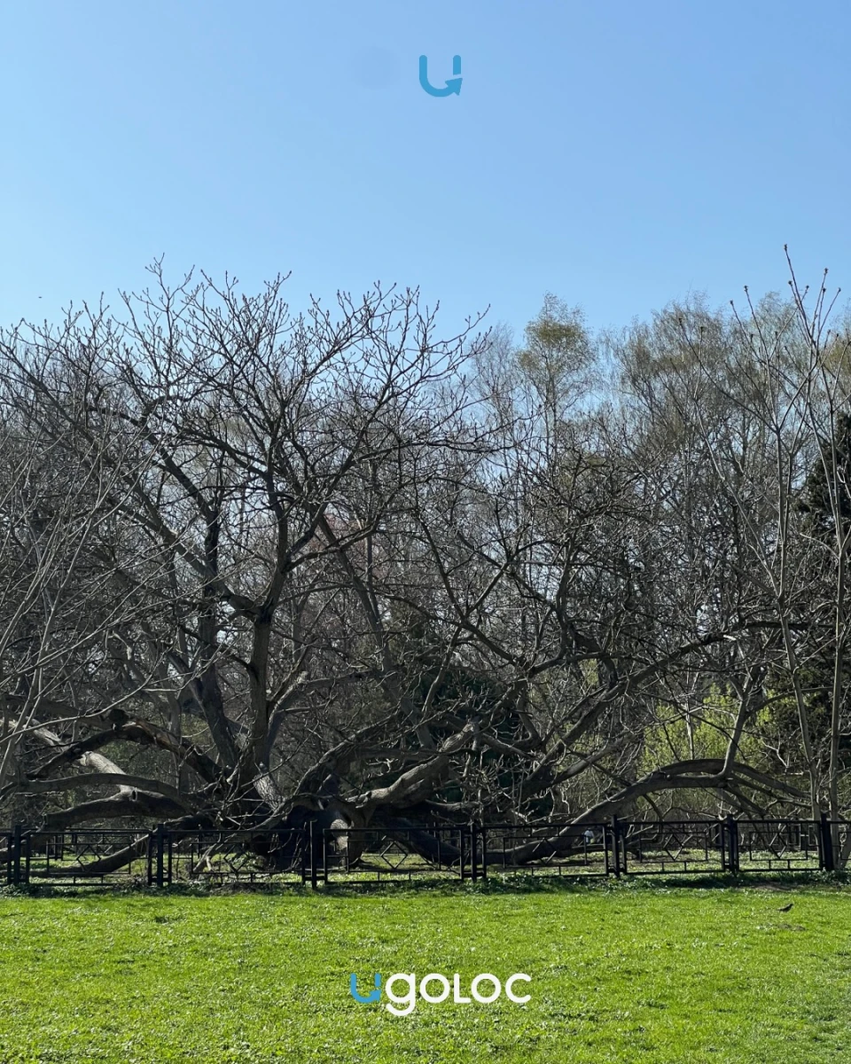 Огромное ореховое дерево