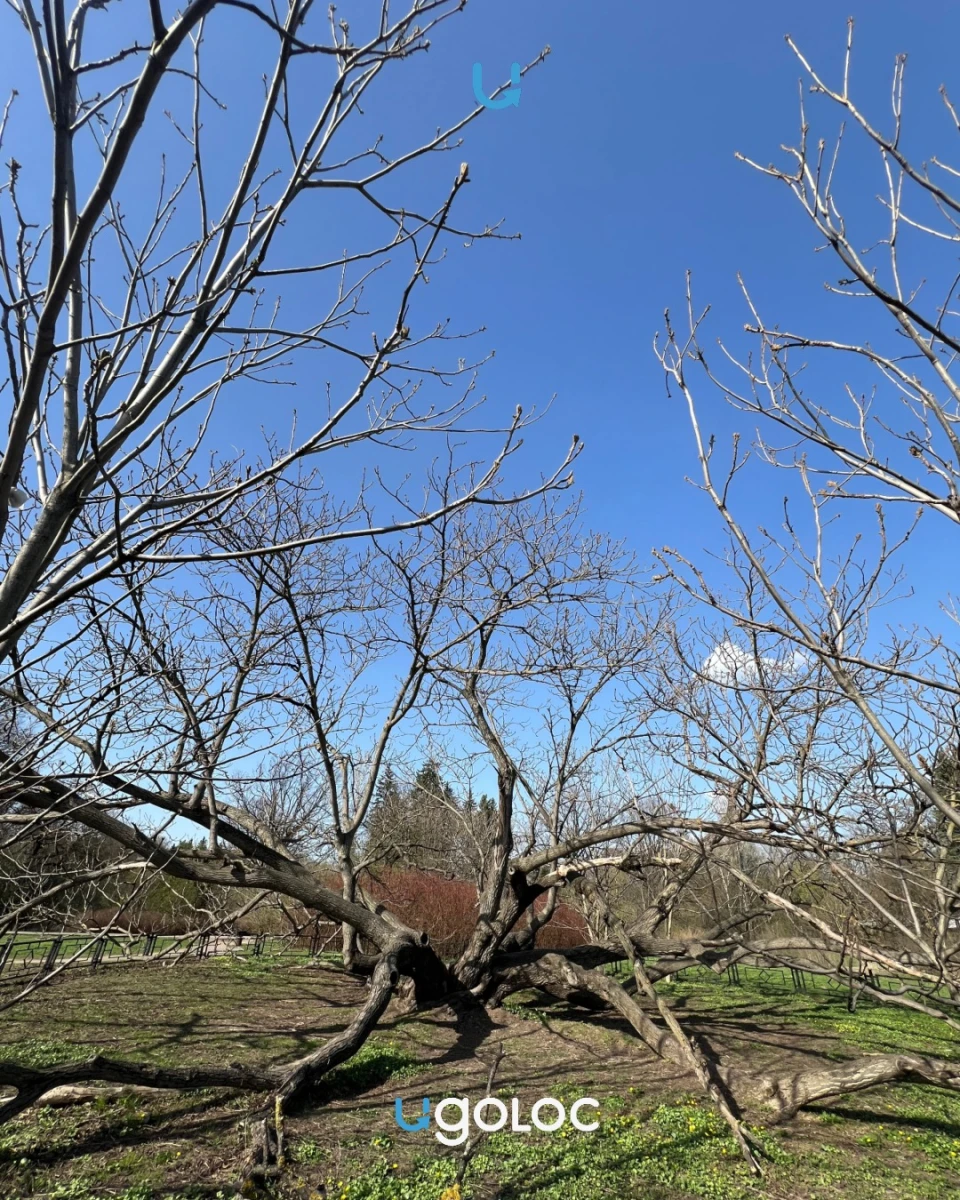 Огромное ореховое дерево