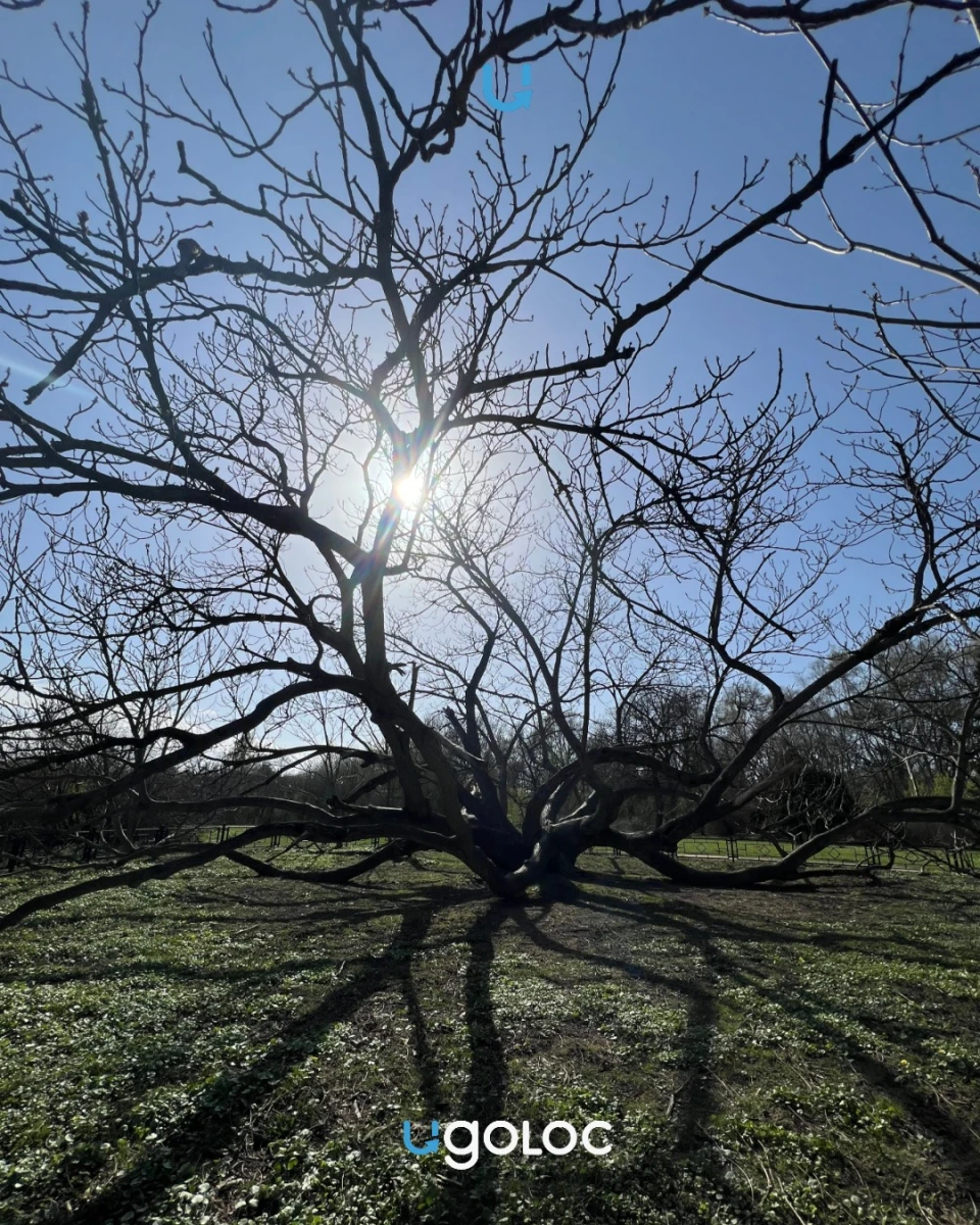 Огромное ореховое дерево