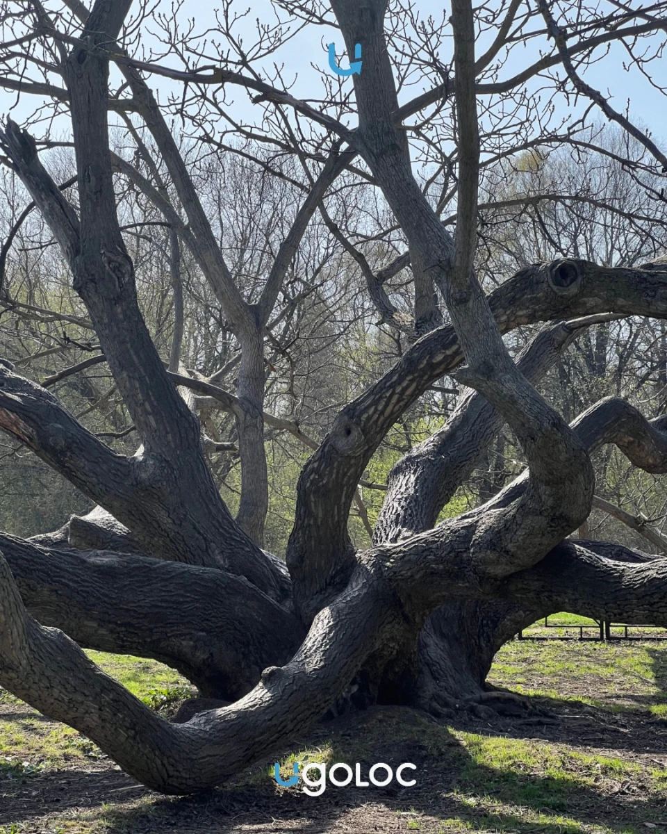 Огромное ореховое дерево