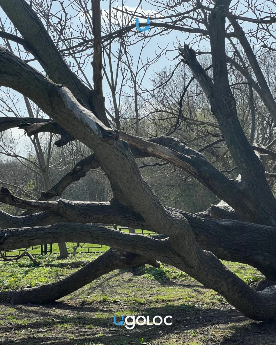 Огромное ореховое дерево