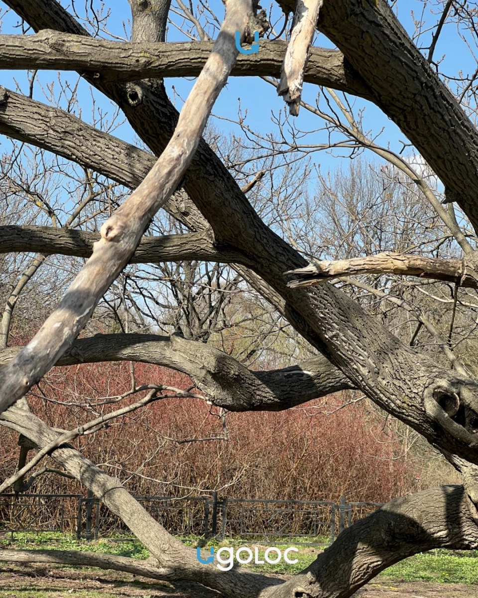 Огромное ореховое дерево