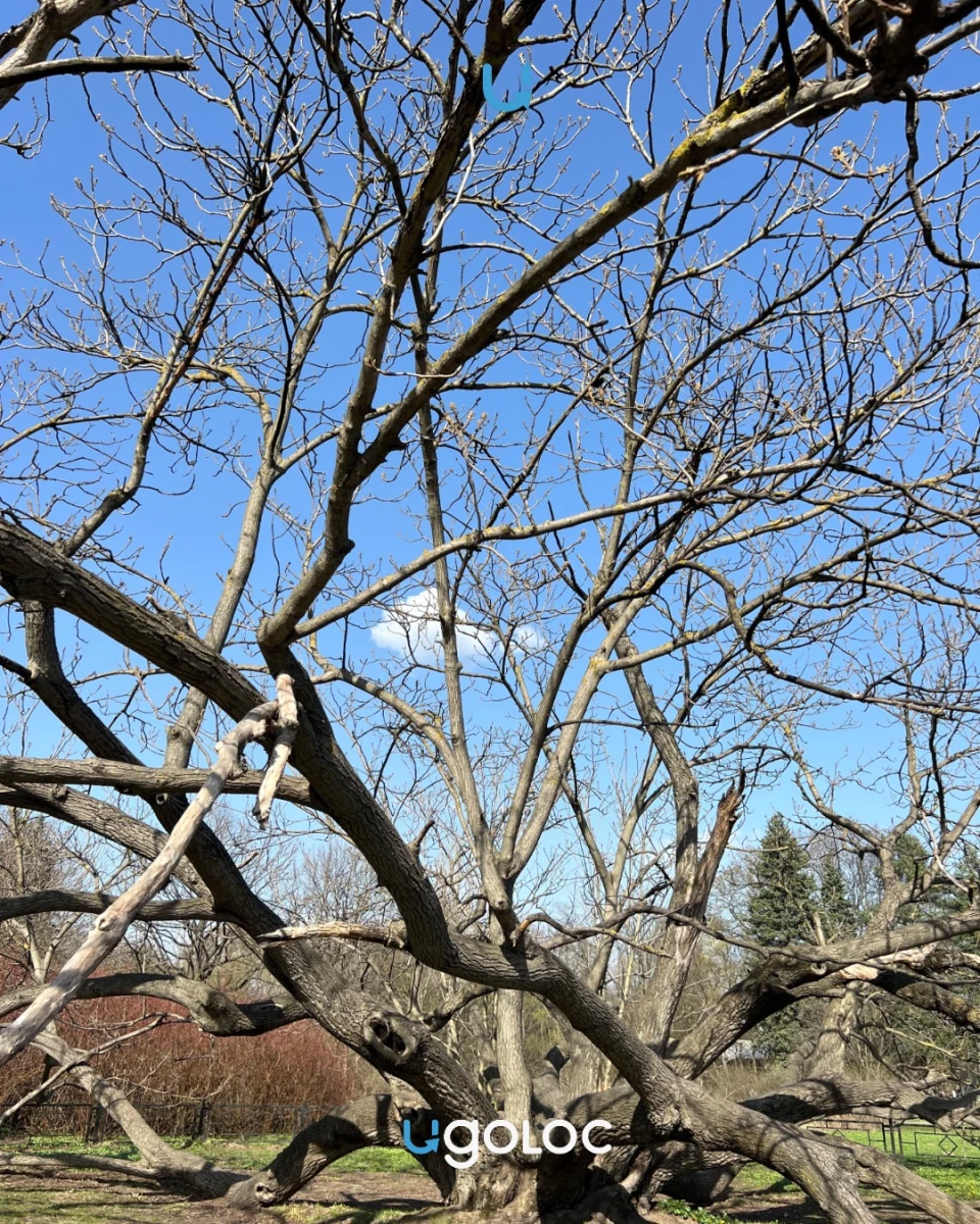 Огромное ореховое дерево