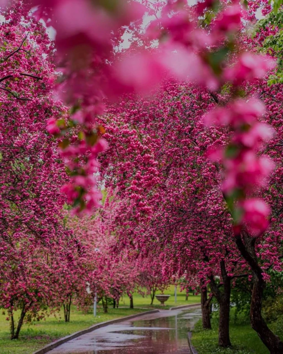Розовая яблоня, Екатерининский парк
