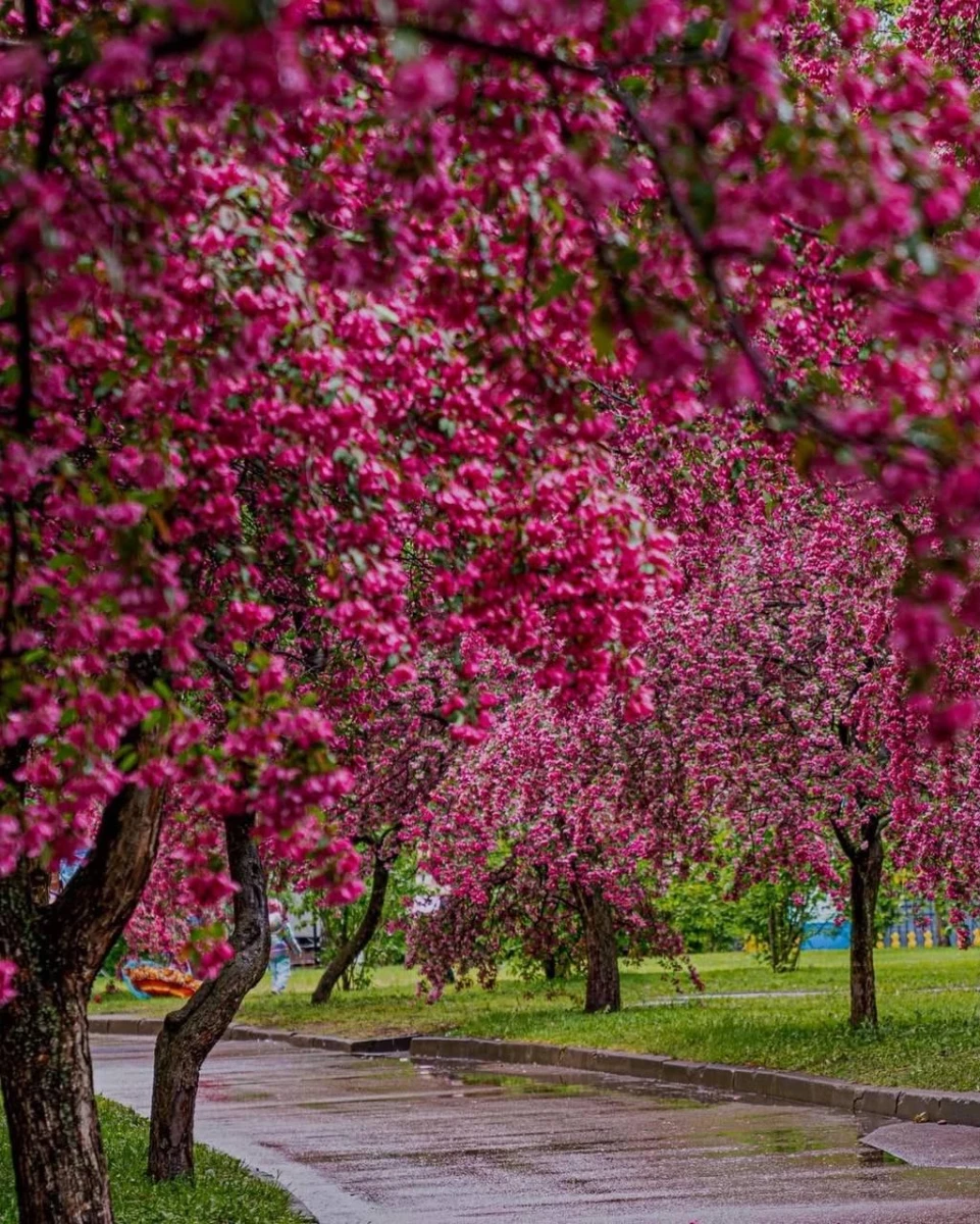Розовая яблоня, Екатерининский парк
