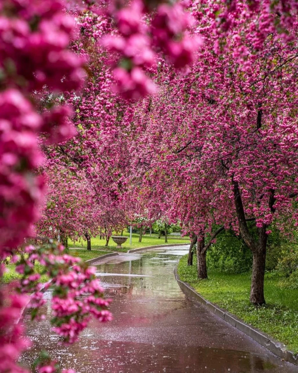 Розовая яблоня, Екатерининский парк