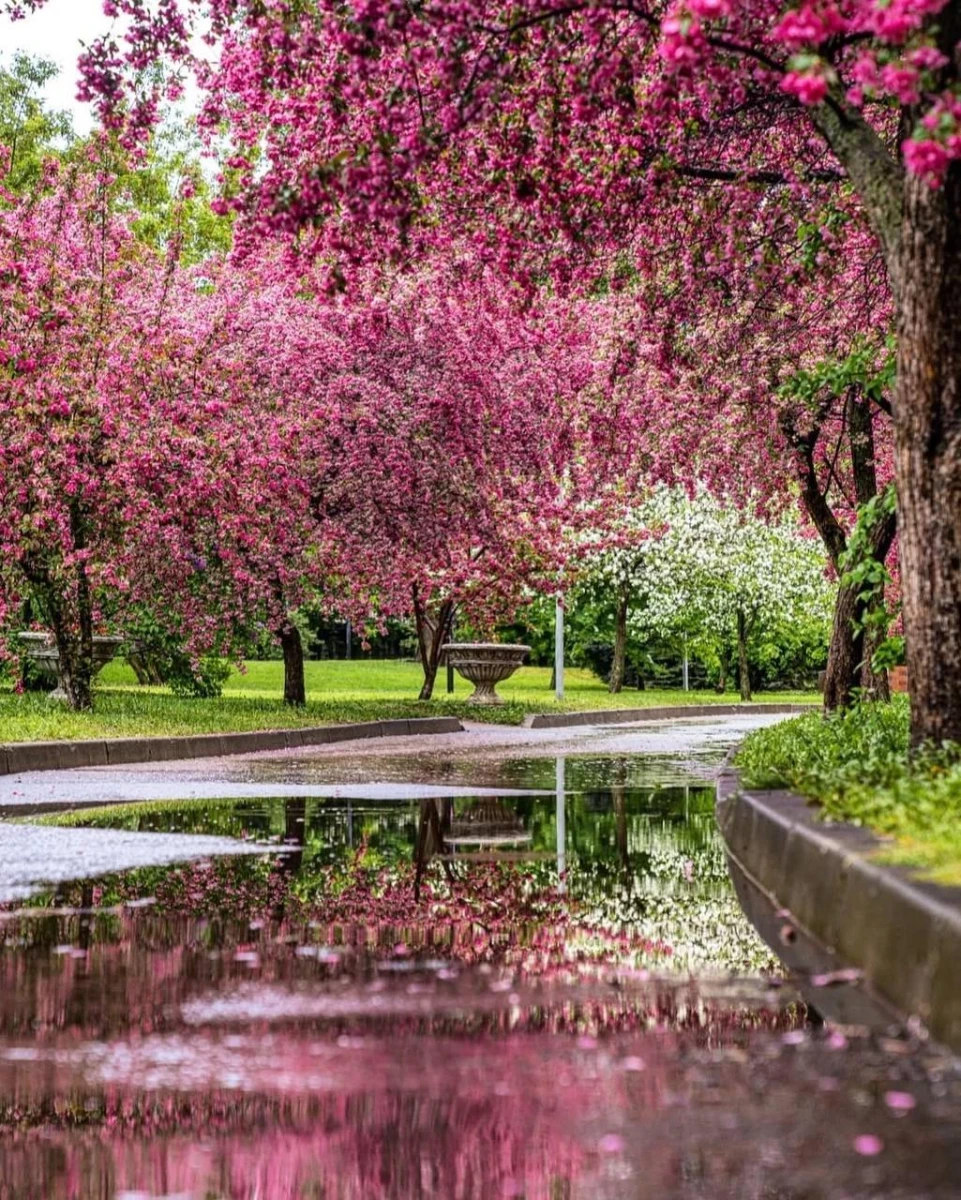 Розовая яблоня, Екатерининский парк