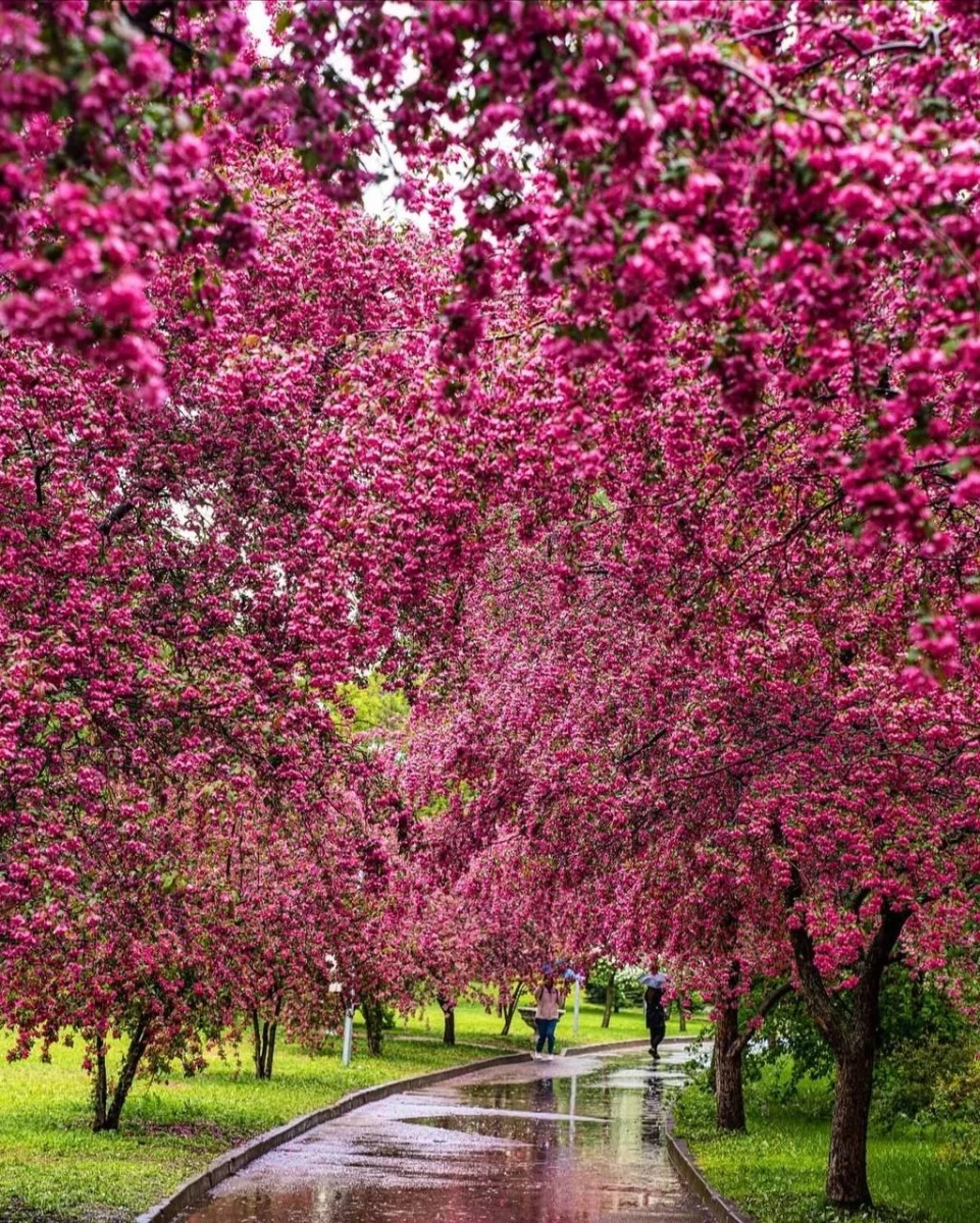 Розовая яблоня, Екатерининский парк