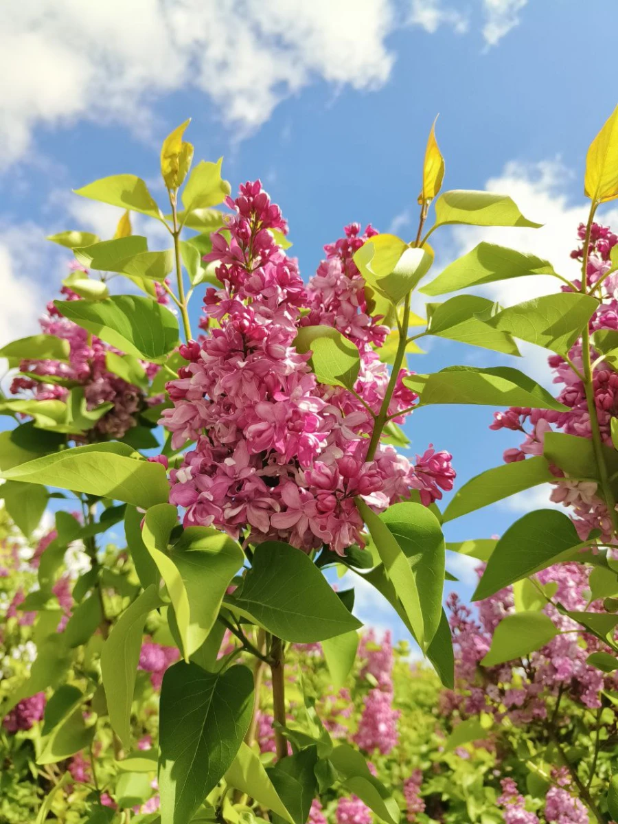 Сиреневый сад