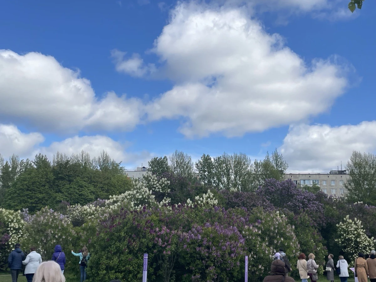 Сиреневый сад