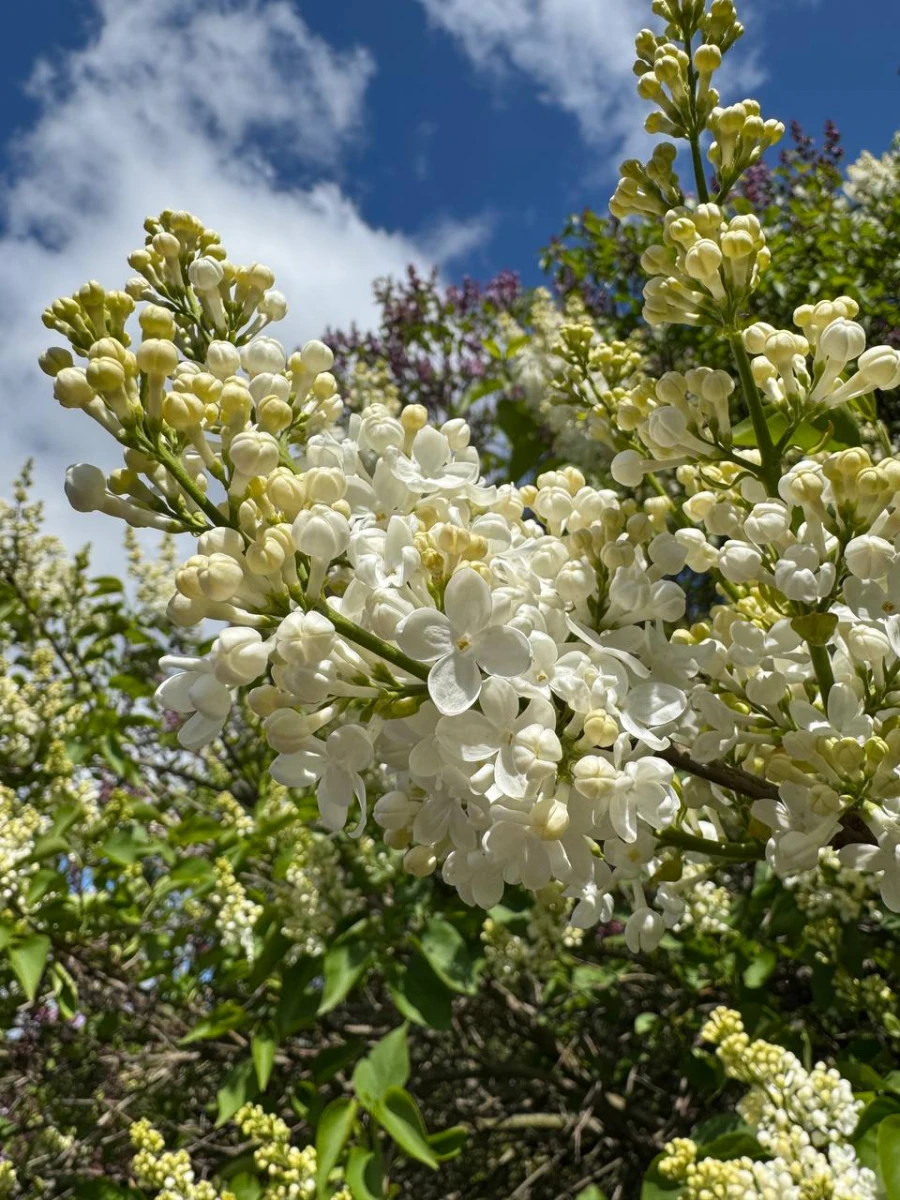 Сиреневый сад