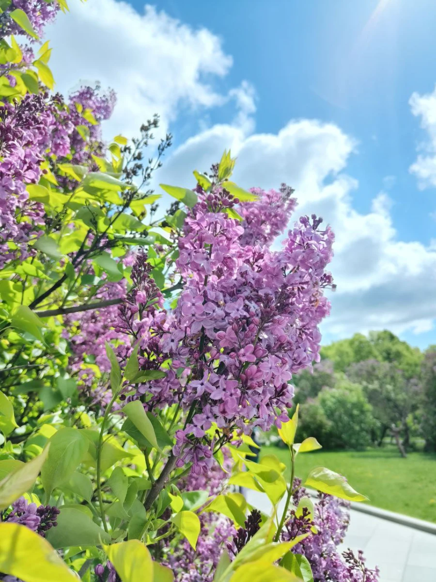 Сиреневый сад