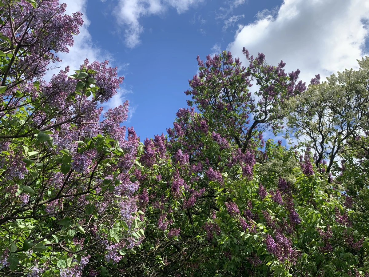 Сиреневый сад