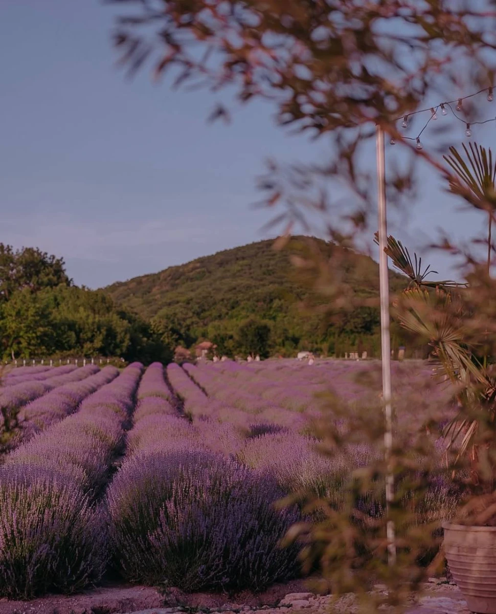 Дом ароматных трав, Новороссийск
