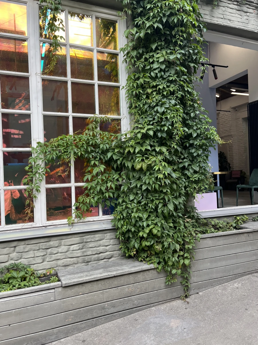 Blanc Кафе с внутренним двориком и артом