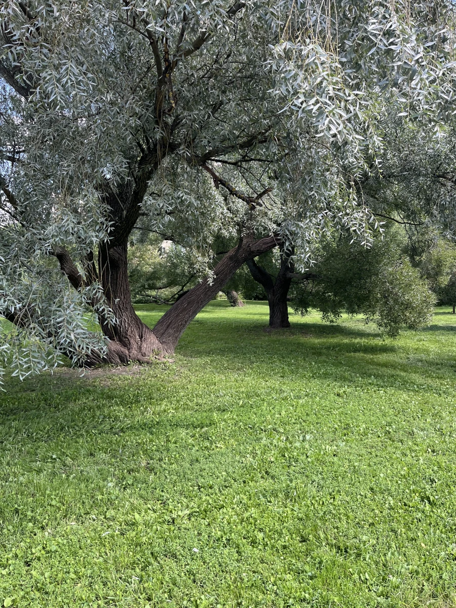 Дерево в Воронцовском парке