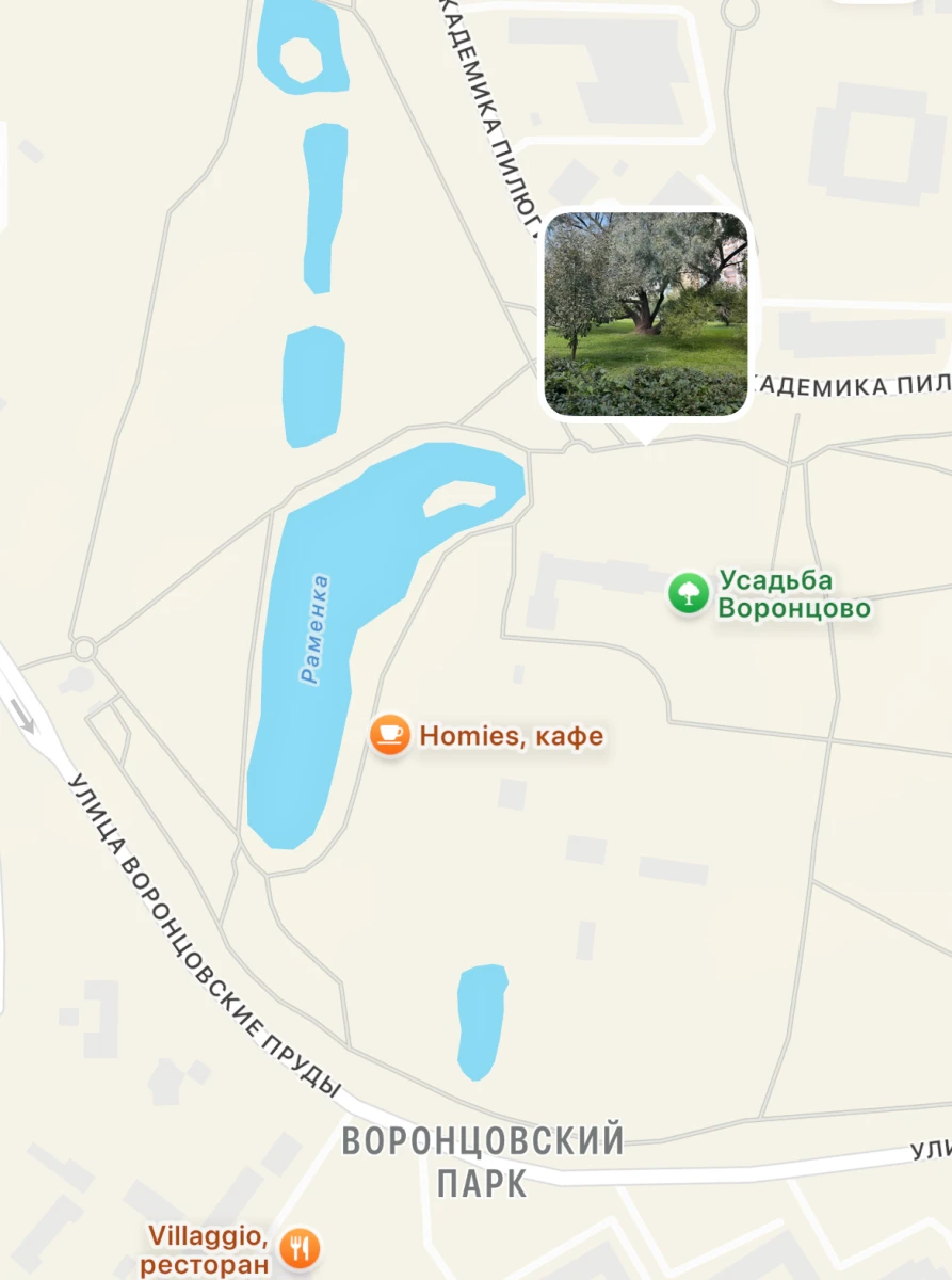 Дерево в Воронцовском парке