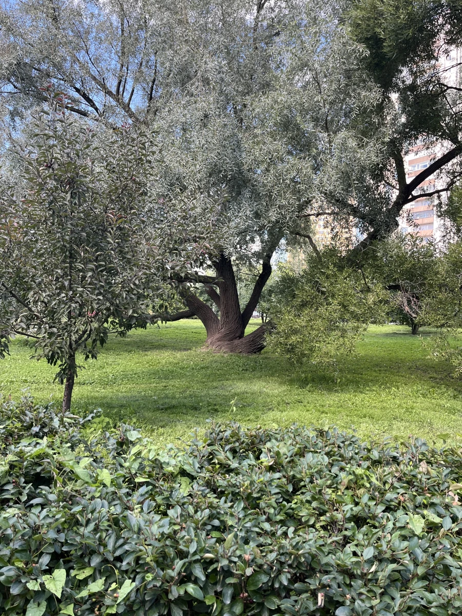 Дерево в Воронцовском парке