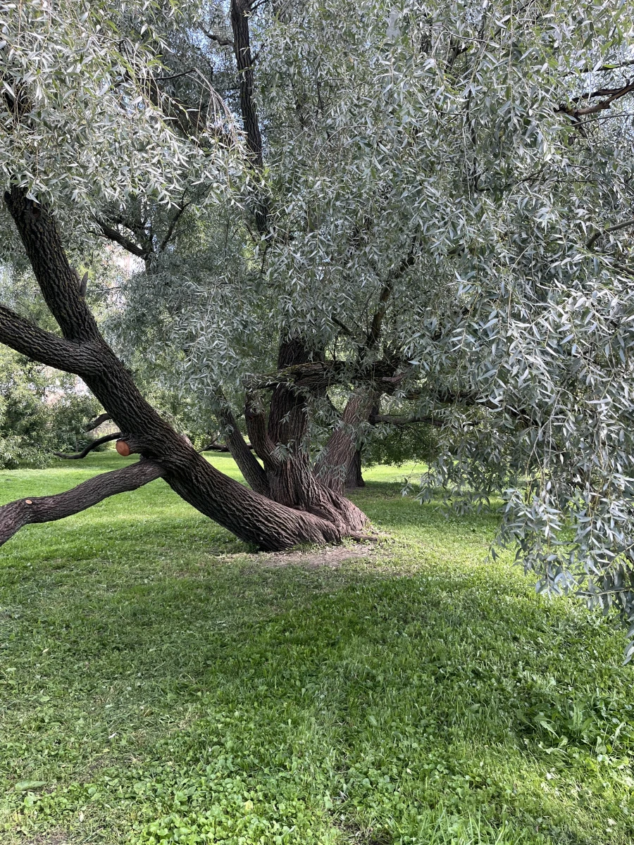 Дерево в Воронцовском парке