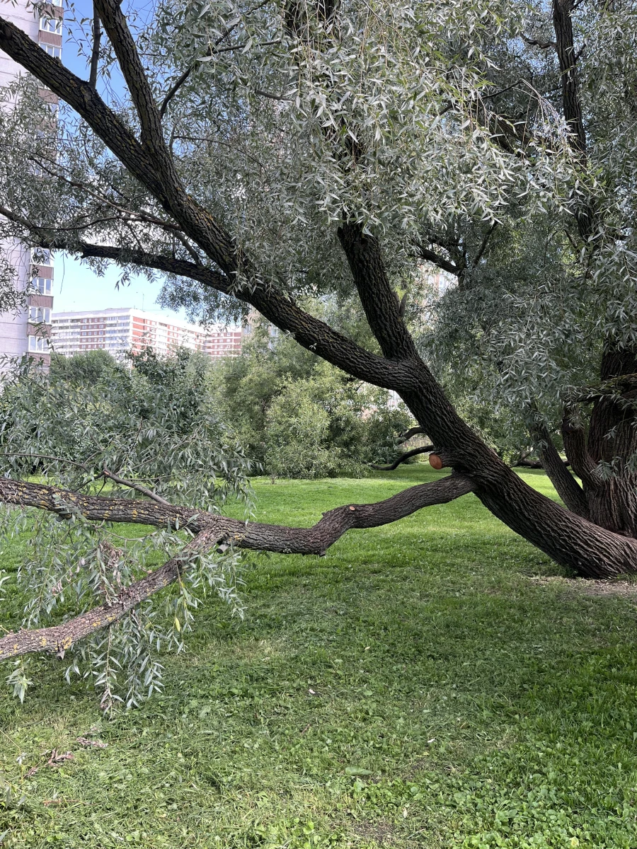 Дерево в Воронцовском парке
