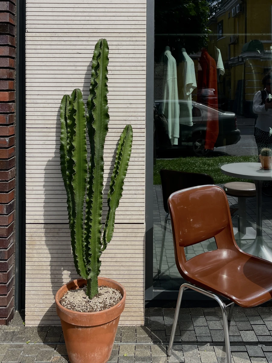 Кафе с кактусами