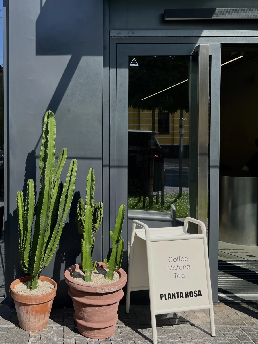 Кафе с кактусами