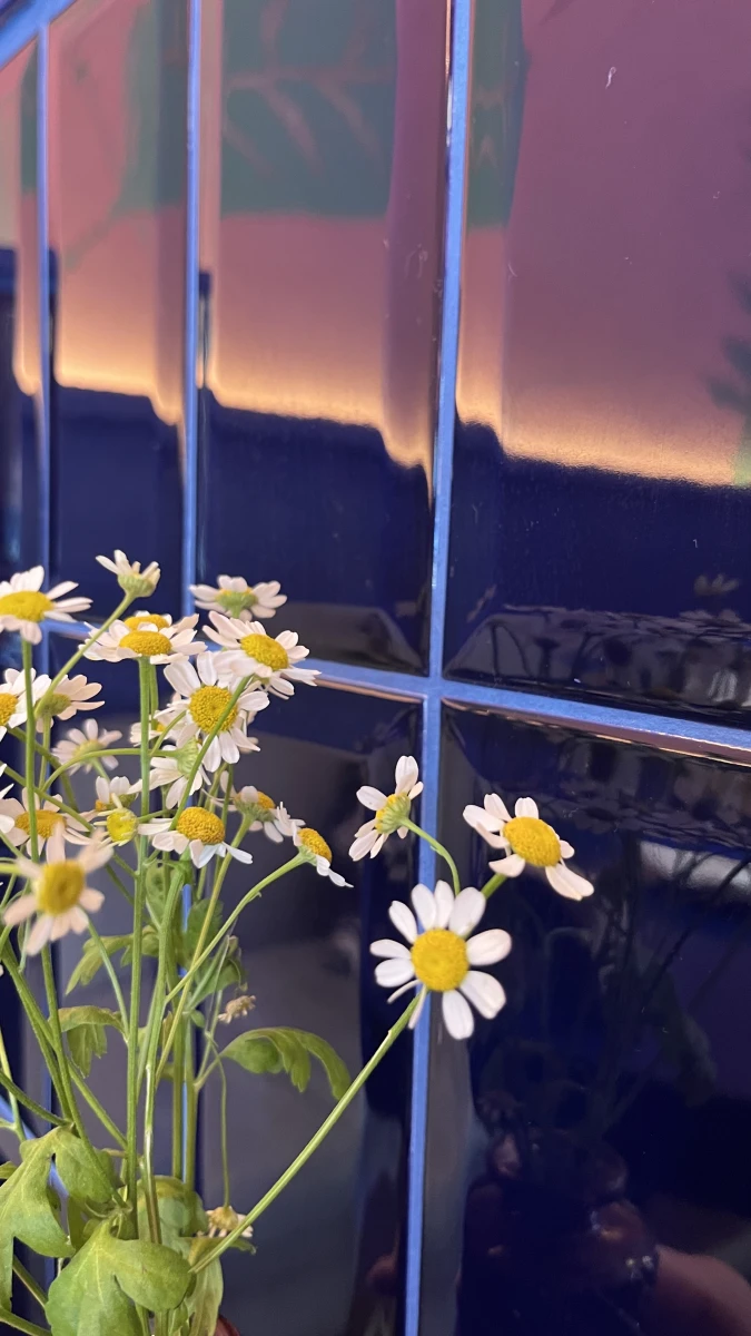 Кафе Скворец