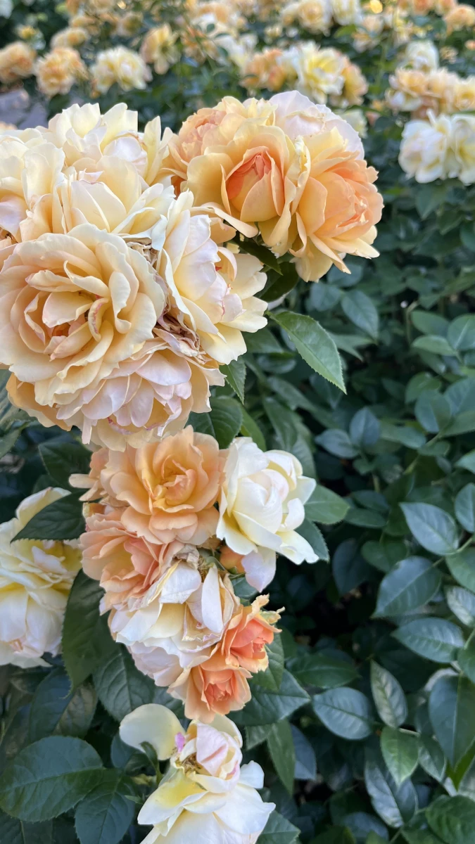 Усадьба Дом Бобринских