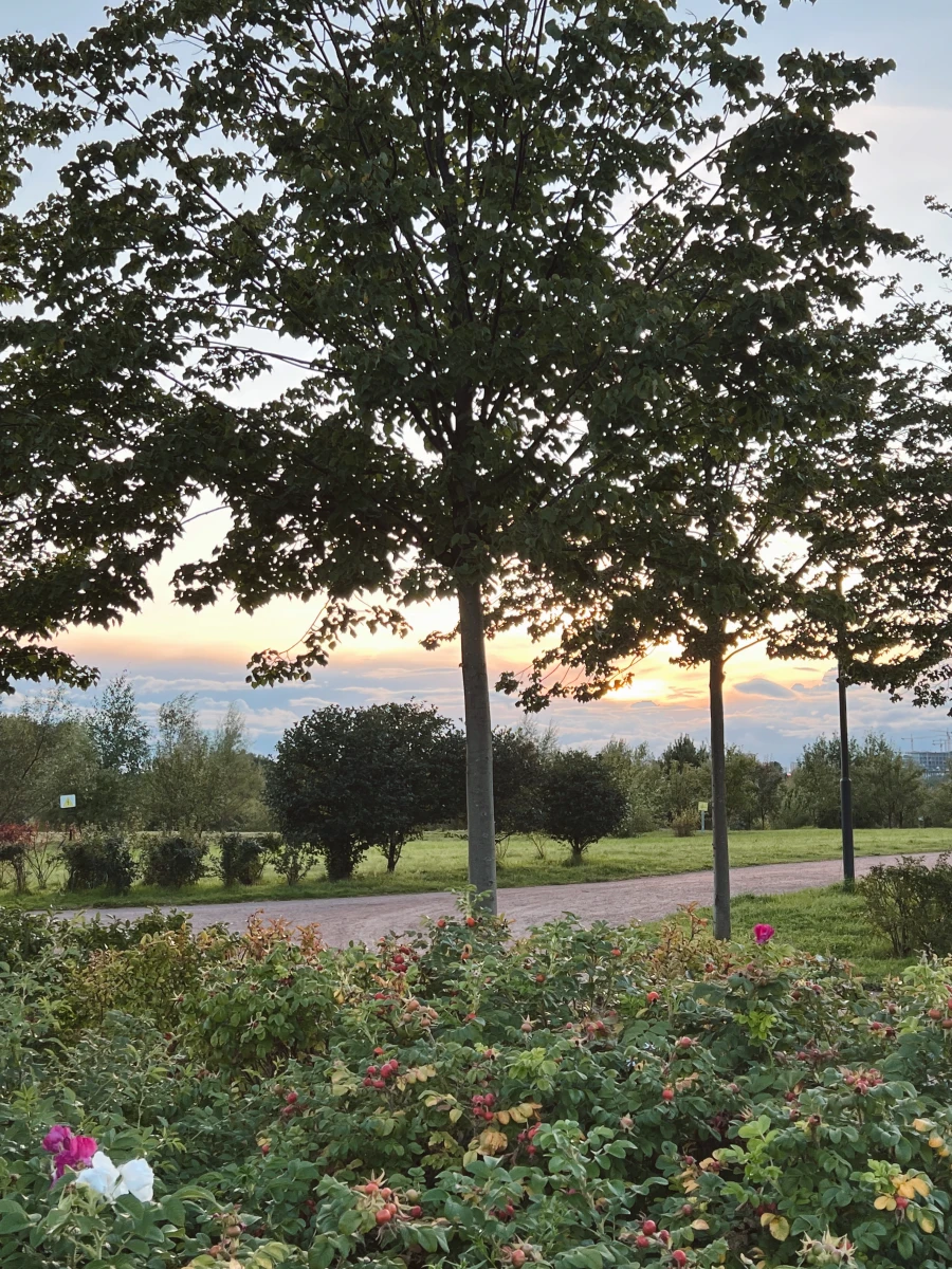 Пешеходный переход и парковка в Мещерском парке