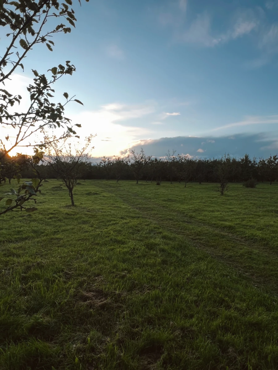 Яблоневый сад