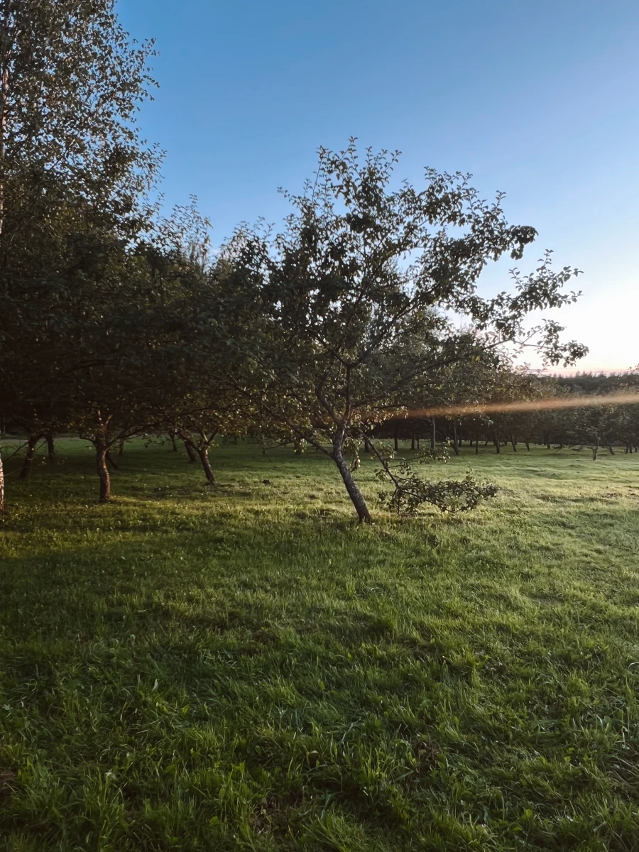 Яблоневый сад