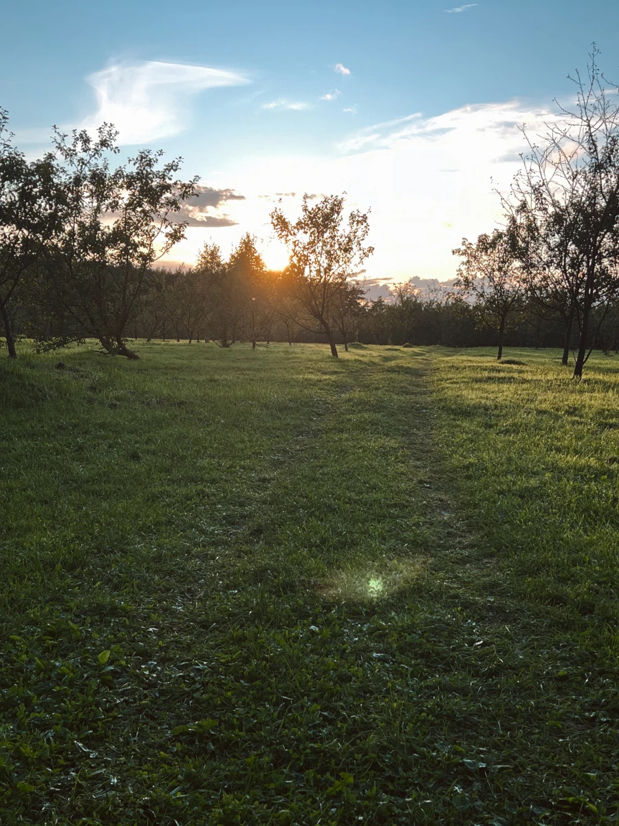 Яблоневый сад