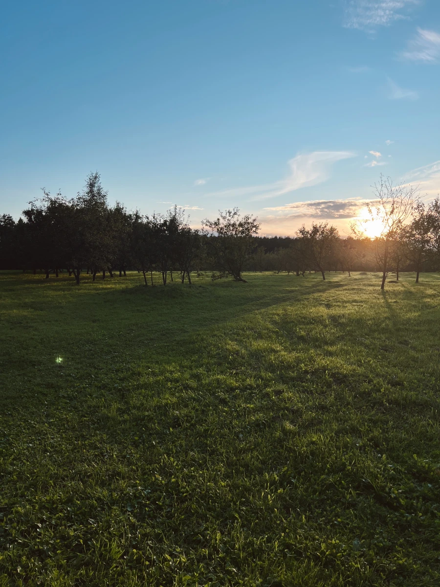 Яблоневый сад