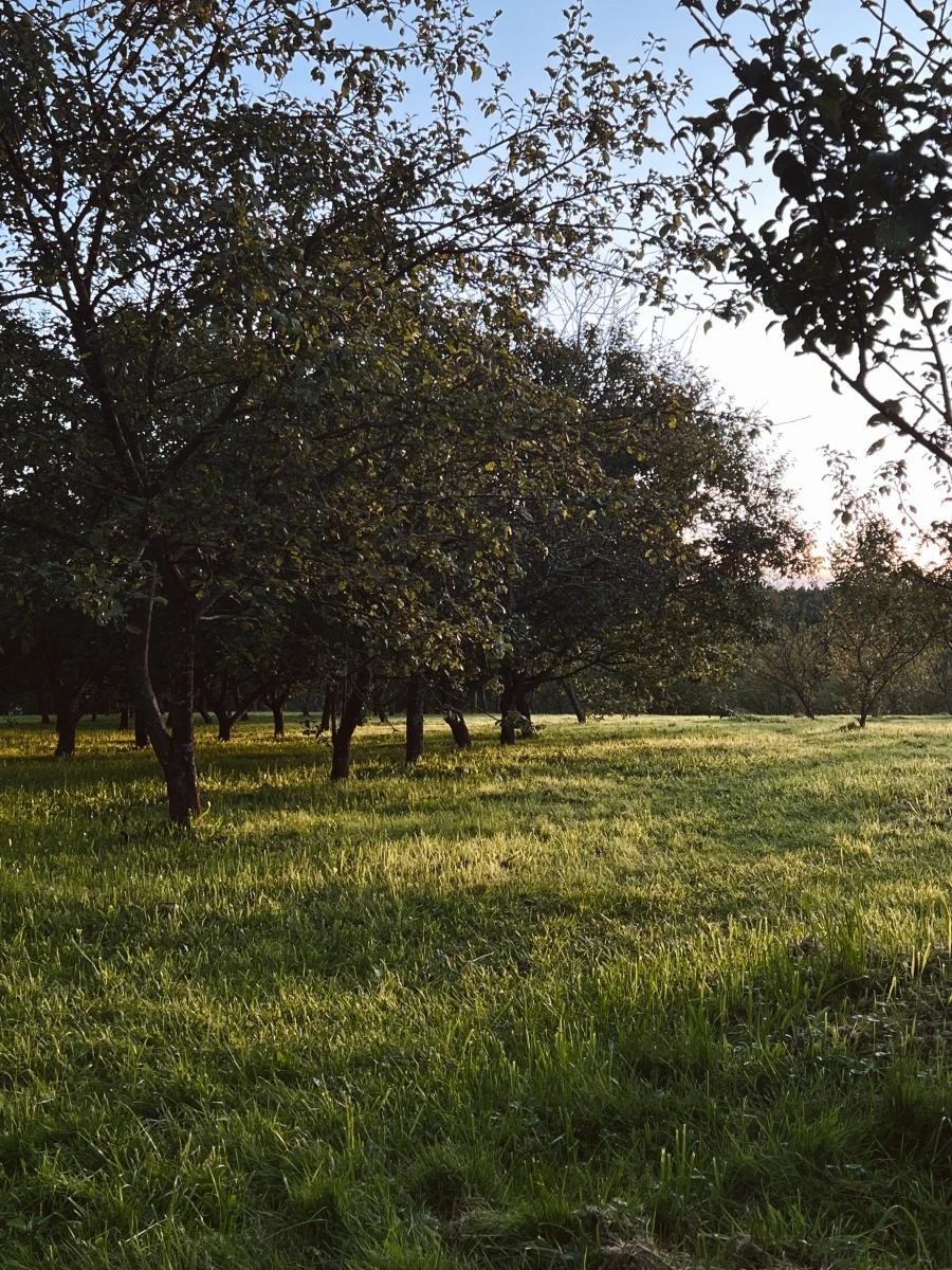 Яблоневый сад