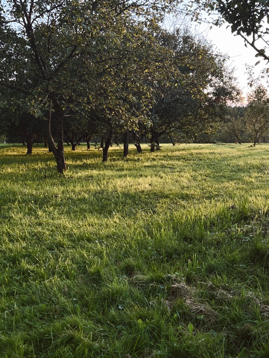Яблоневый сад