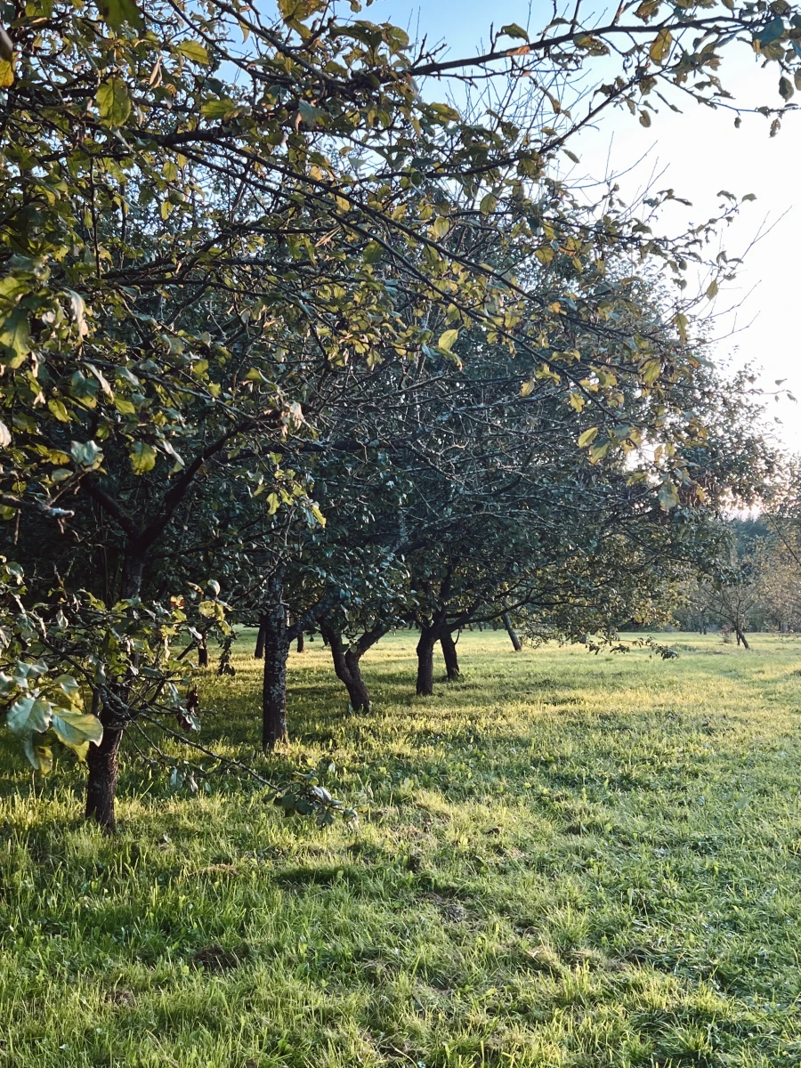 Яблоневый сад