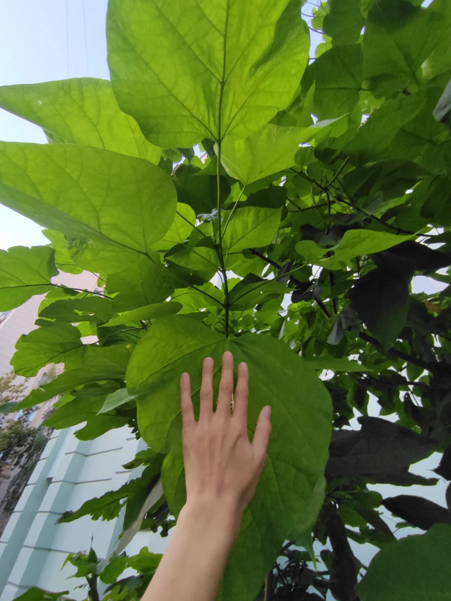 Романтичный дворик с розовыми домами